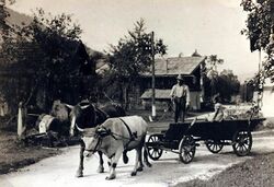 Leiterwagen m Pferd u Ochs 1936.JPG