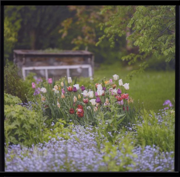Datei:Zwach 2019 2 20 Anni Mittendorfer Bauerngarten.JPG