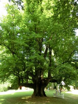 Schloss Kogl Linde.jpg