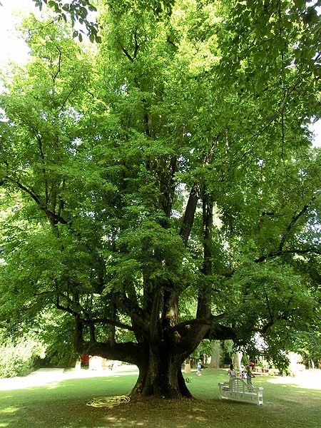Datei:Schloss Kogl Linde.jpg