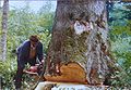 250-jährige Tanne im Dexelbacher Wald fällt dem Tannensterben (ca. 1960-1990) zum Opfer