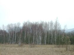 Gerlhamer Moor Birken.jpg