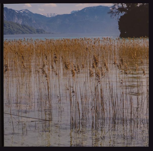 Datei:Zwach 2019 2 18 Reinhold Mittendorfer Insel im See.JPG