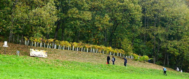 Datei:Weingartenanlage in Unterach.jpg