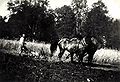 Pflügen mit Pferden 1940