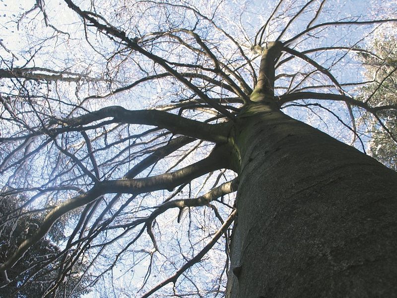 Datei:KeltenBuche.jpg