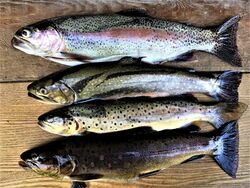 Forellen Saibling.JPG