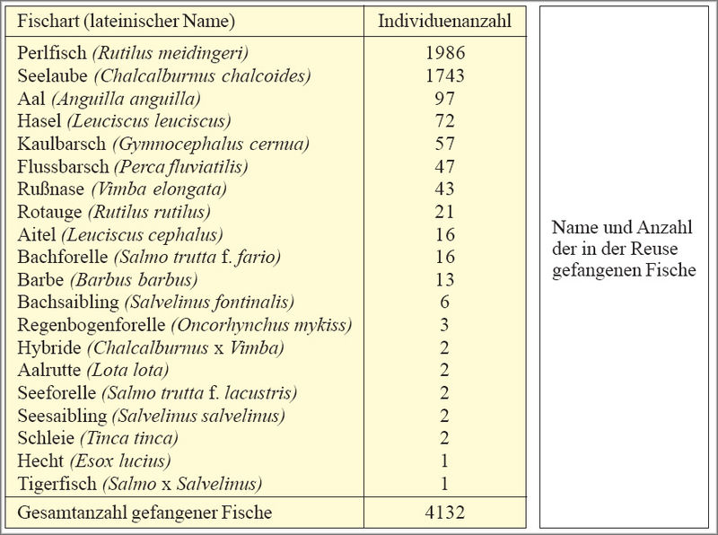 Datei:Seeache Perlfisch Statistik Tab1.jpg