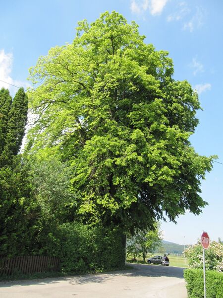 Datei:Winterlinde Lohen Wildenhagerstr.jpg