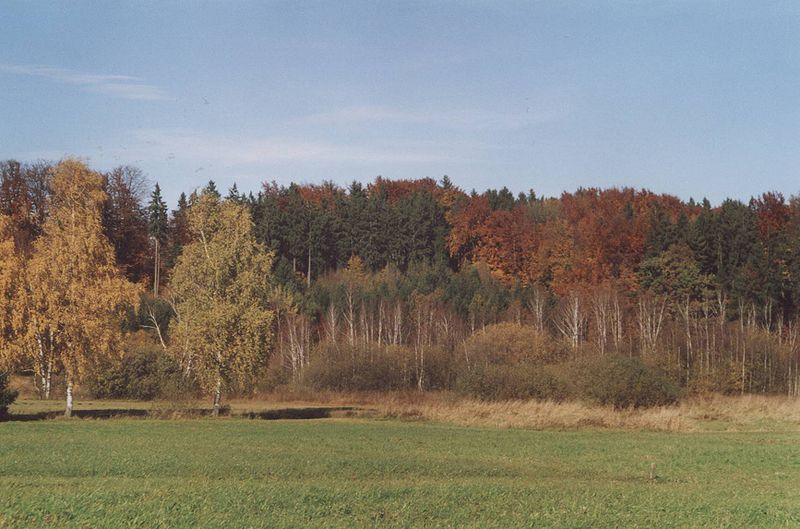 Datei:Gerlhamer Moor Herbstwald 04.jpg