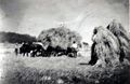 Ochsen waren beliebte Zugtiere in den kleineren Bauernhöfen, hier beim Einfahren der Korngarben 1929