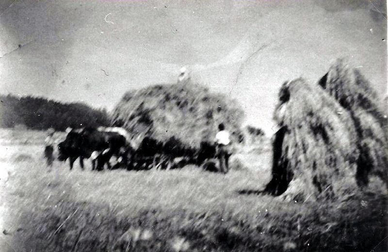 Datei:Korn einfahren m Ochsen 1929.JPG