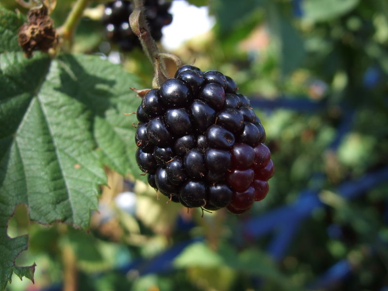 Datei:Brombeere.jpg