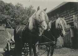 Pferdefuhrwerk1950.JPG