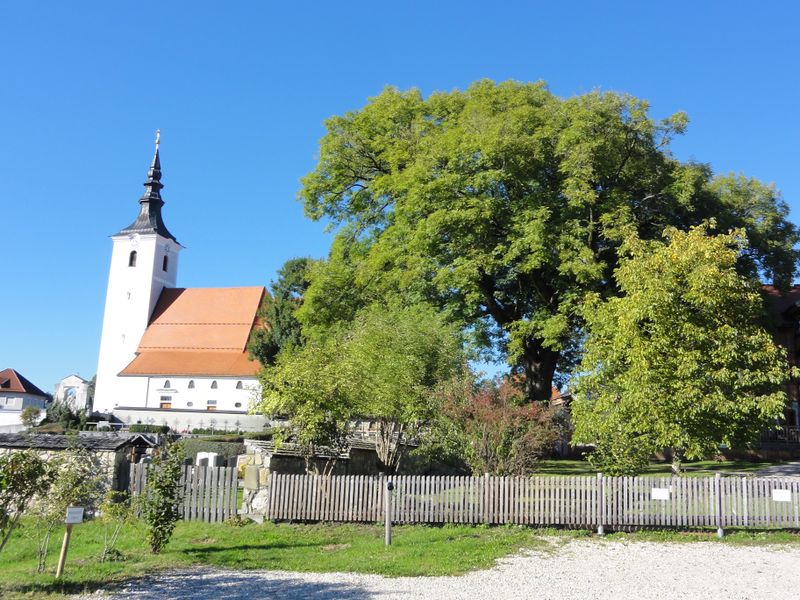Datei:Esche beim Friedhof von Seewalchen.jpg