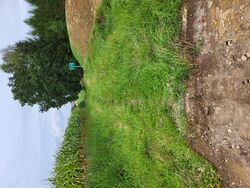 Weg zum Schiermayr-Wald.jpg