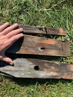 Lärchenschindel Spechtschaden 2020-04.JPG