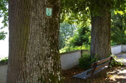 Kirchenlinde Attersee3.jpg