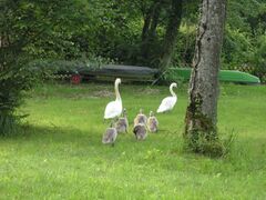 Schwanenfamilie im Grünen