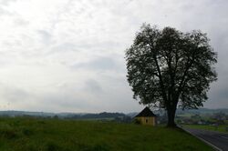 Kapellenlinde Koberg.jpg