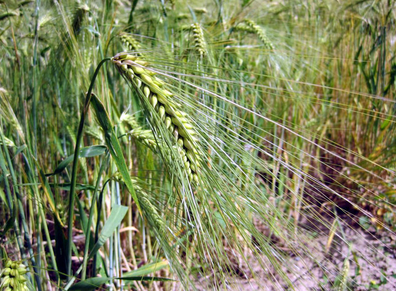 Datei:Gerste.jpg