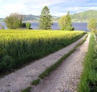 Ein Feldweg führt zum See