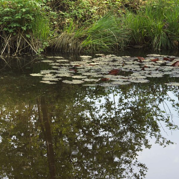 Datei:Teich in Gerlham.jpg