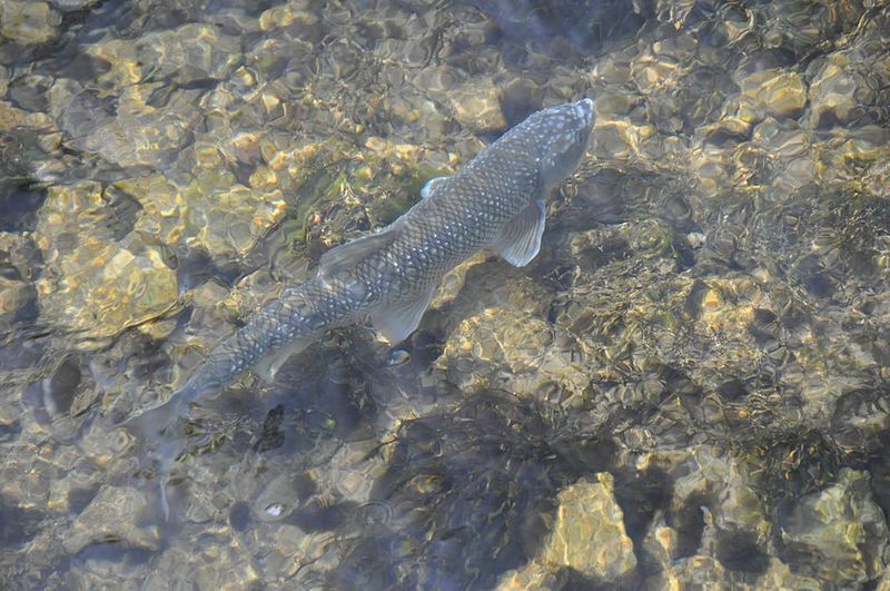 Datei:PERLFISCH DSC 8908 20100430 7452 c by huberpower.JPG