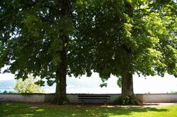 Kirchenlinde Attersee2.jpg