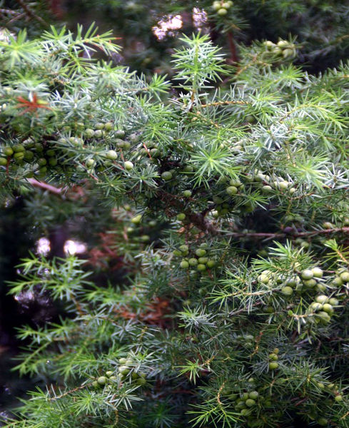 Datei:Wacholder.jpg
