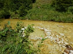 Gimbach Weißenbachtal.jpg