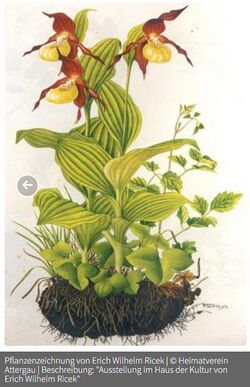 Ricek Frauenschuh.jpg