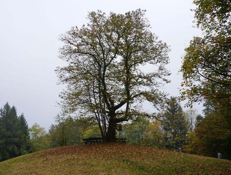 Datei:Jubiläumsbaum in Unterach.jpg
