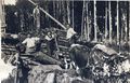 Die Lohrinde war 1949 noch ein wichtiger Rohstoff für die Lederherstellung und wurde in großen Mengen aus dem Wald gebracht