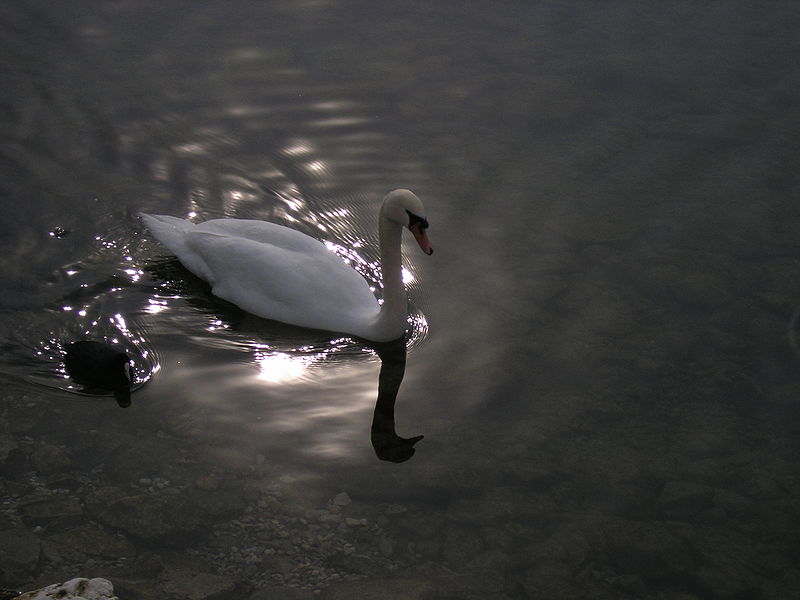 Datei:Schwan im See.JPG