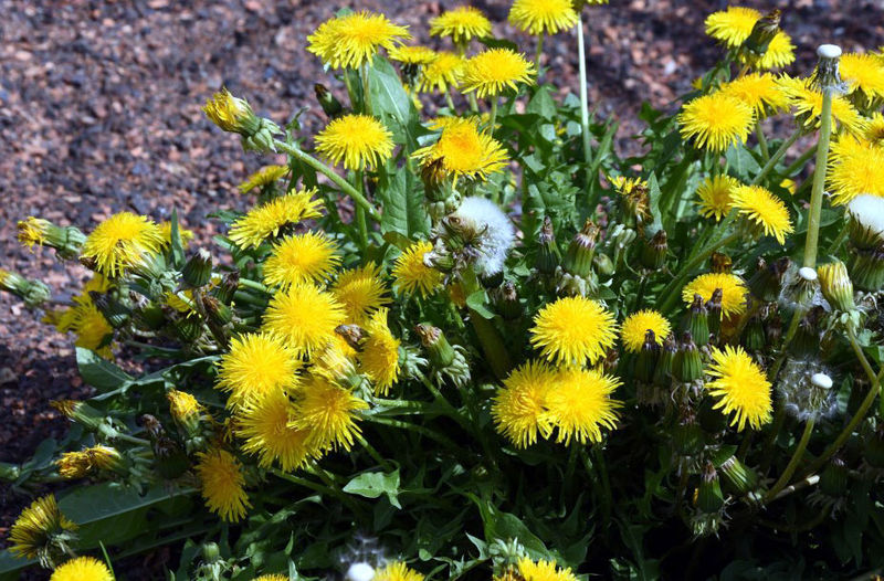 Datei:Löwenzahn.jpg