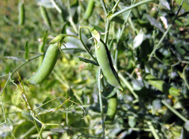 Datei:Erbsen.jpg