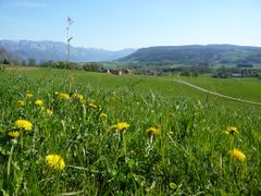 Eine Sommerwiese am Buchberg